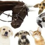 Le magnétisme pour les animaux