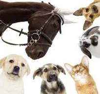Le magnétisme pour les animaux
